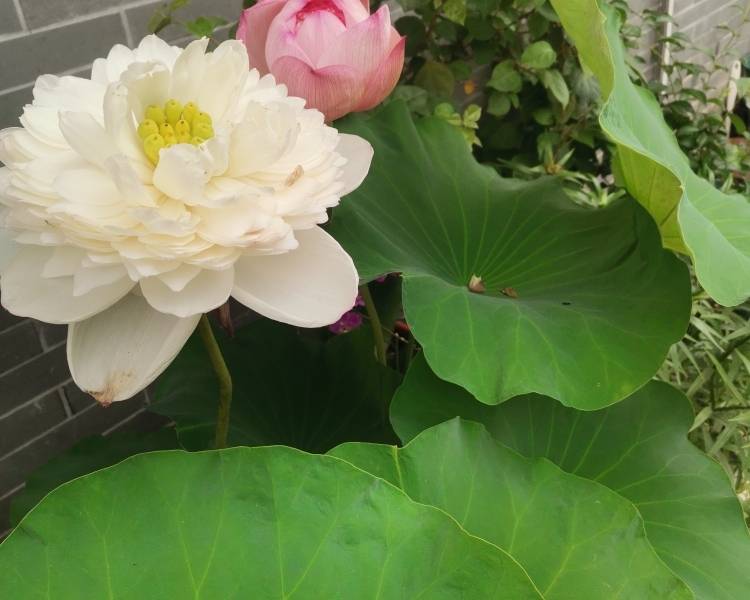 艺人背景图