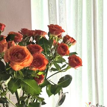 Mr Wyx的微模卡作品