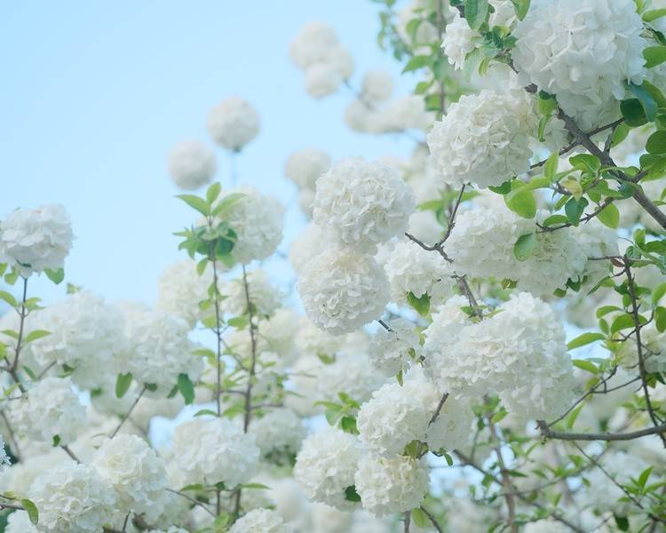 艺人背景图