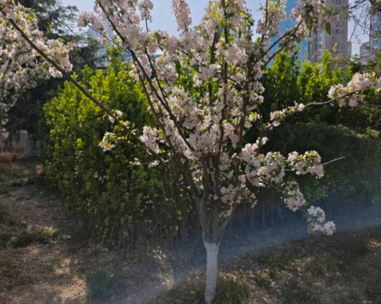 艺人背景图