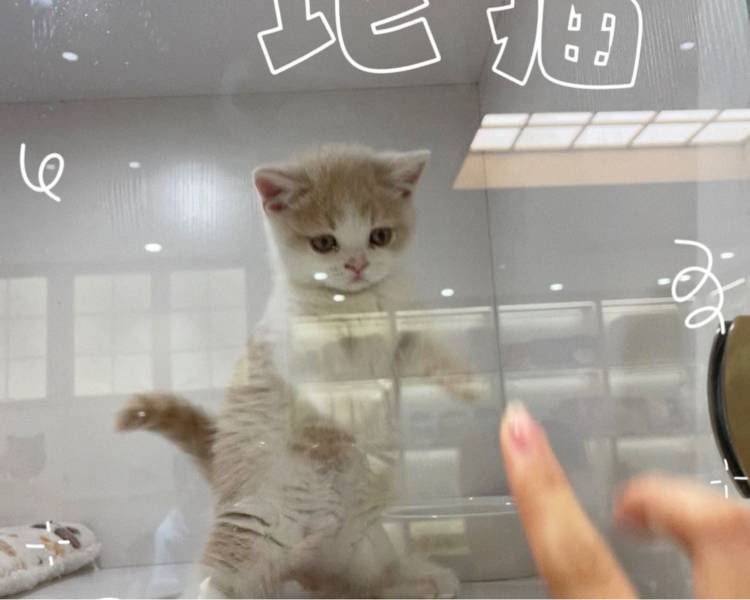 艺人背景图