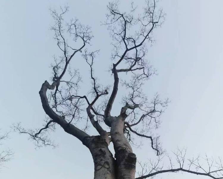 艺人背景图