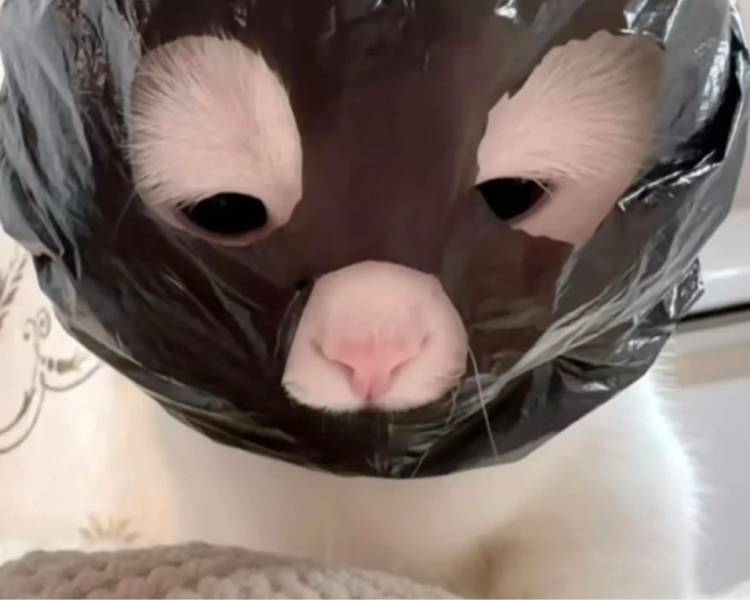 艺人背景图