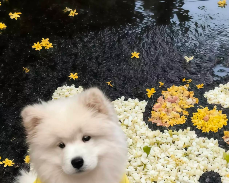 艺人背景图
