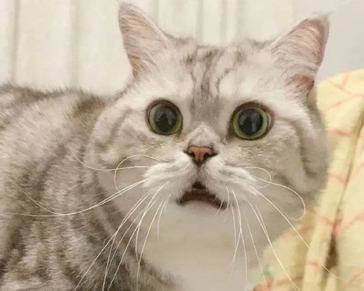 艺人背景图