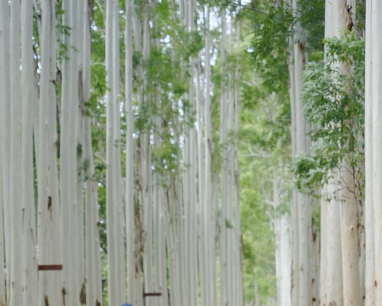 艺人背景图
