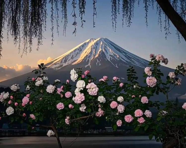 艺人背景图