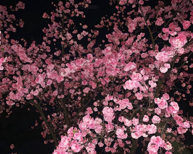 艺人背景图