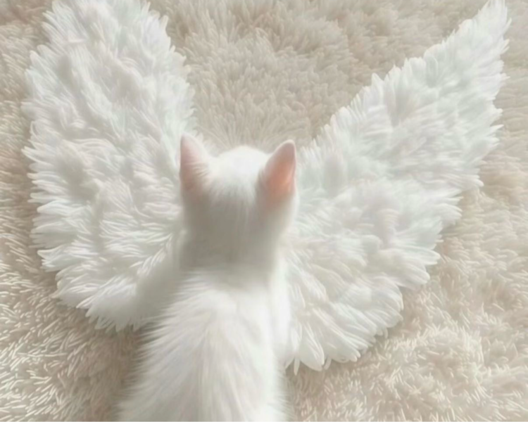 艺人背景图