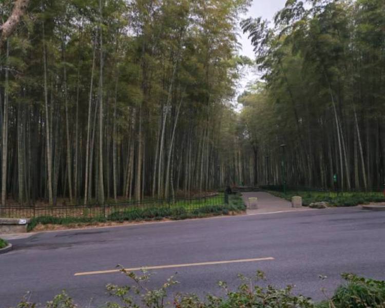 艺人背景图