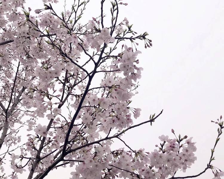 艺人背景图