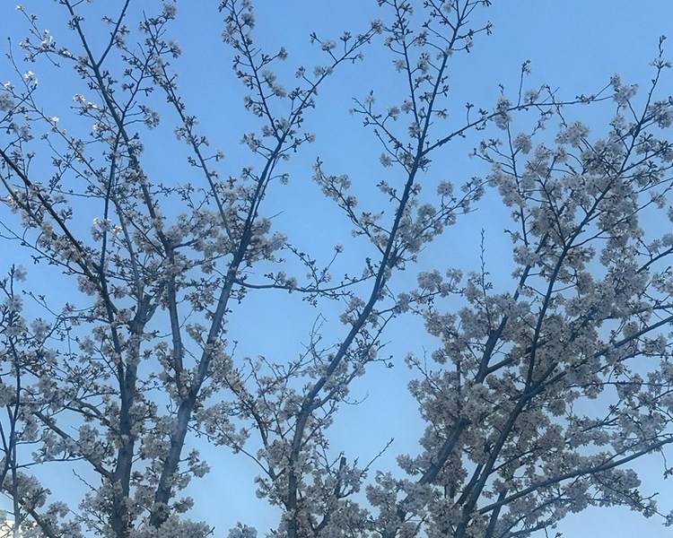 艺人背景图