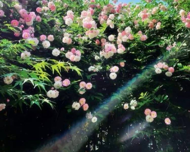 艺人背景图
