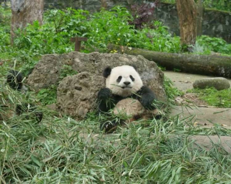 艺人背景图