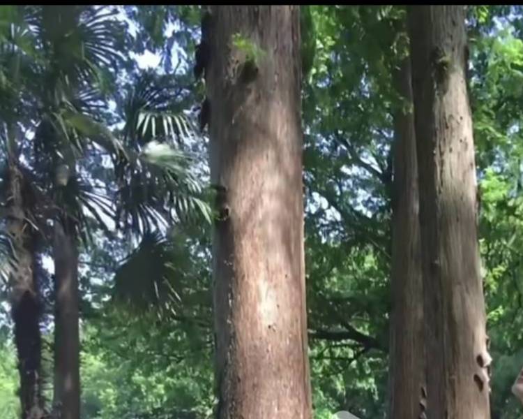 艺人背景图