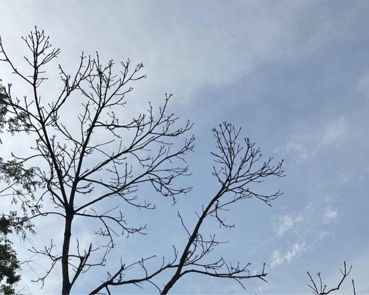 艺人背景图
