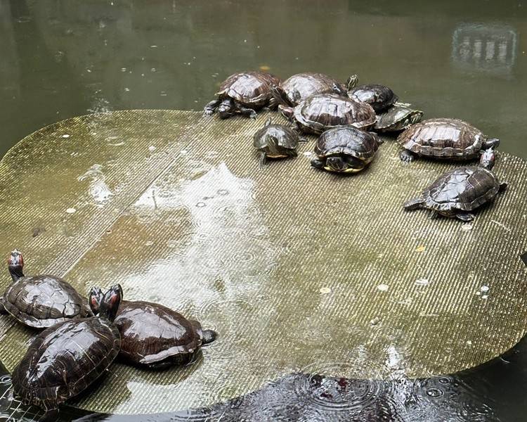 艺人背景图
