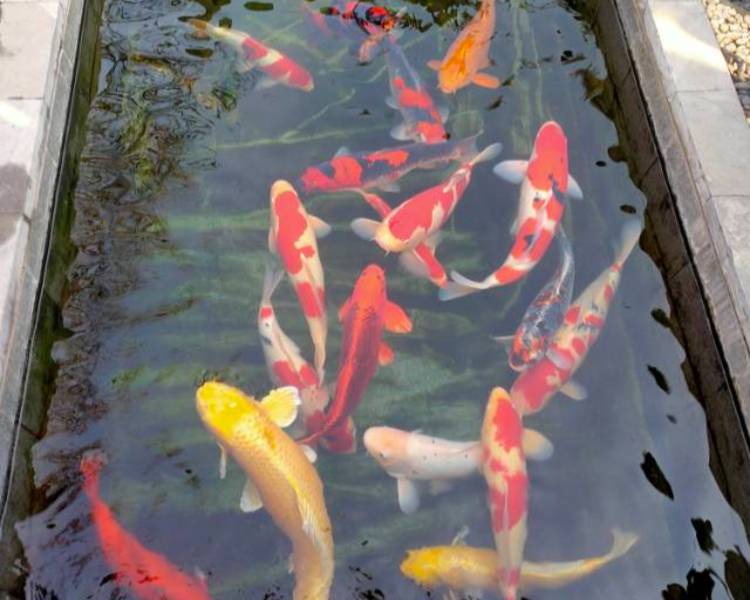艺人背景图