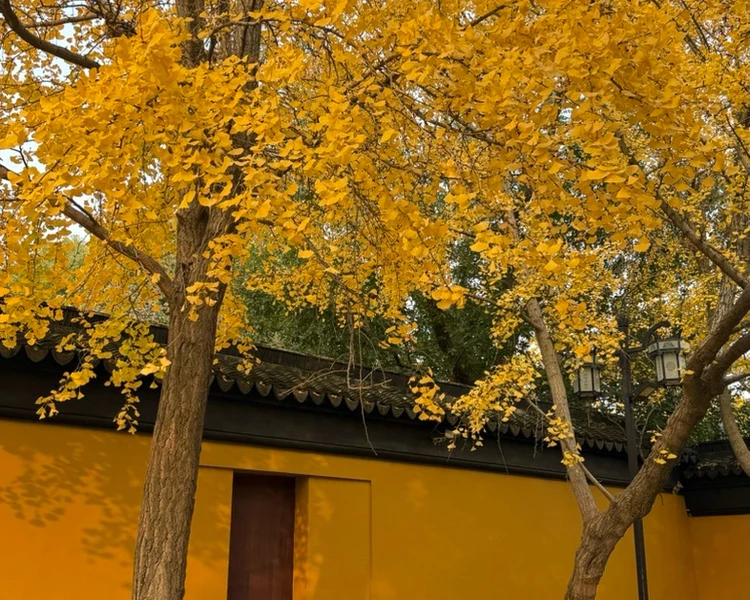 艺人背景图
