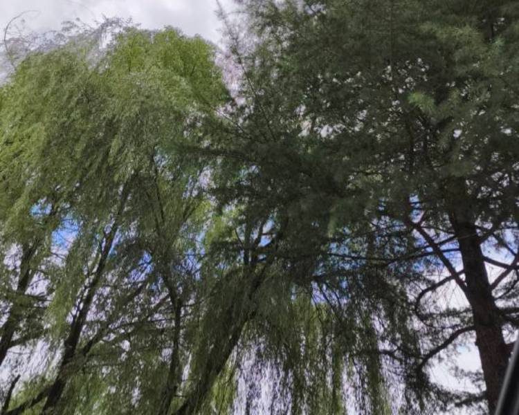艺人背景图
