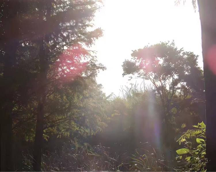 艺人背景图