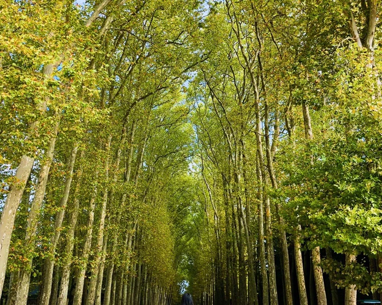 艺人背景图