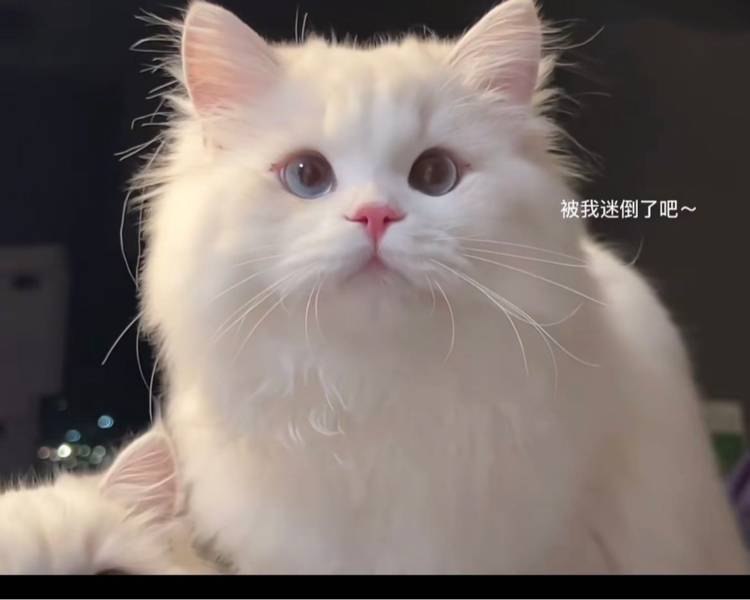 艺人背景图