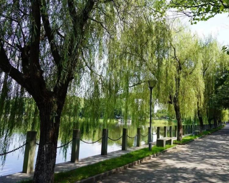 艺人背景图