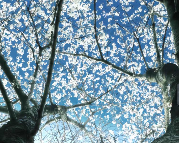 艺人背景图