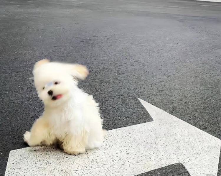 艺人背景图