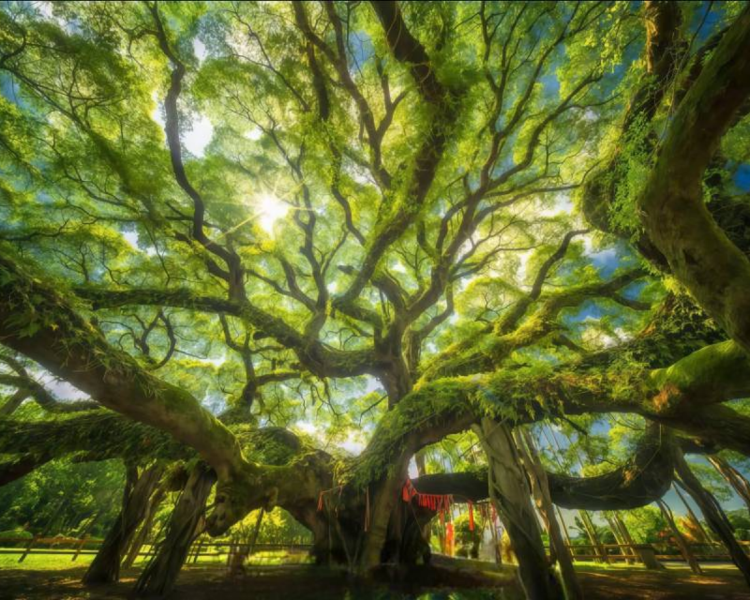 艺人背景图