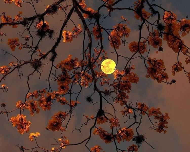 艺人背景图