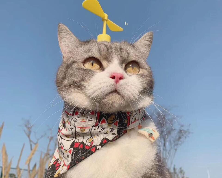 艺人背景图