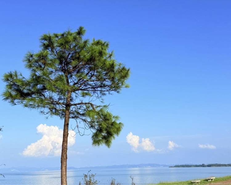 艺人背景图
