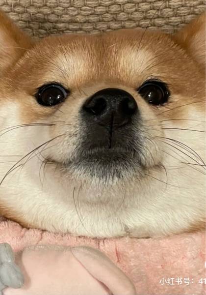 推荐艺人