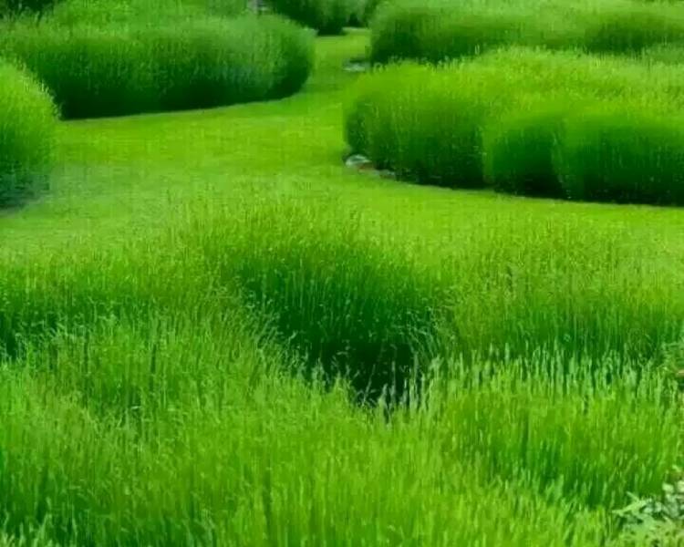 艺人背景图