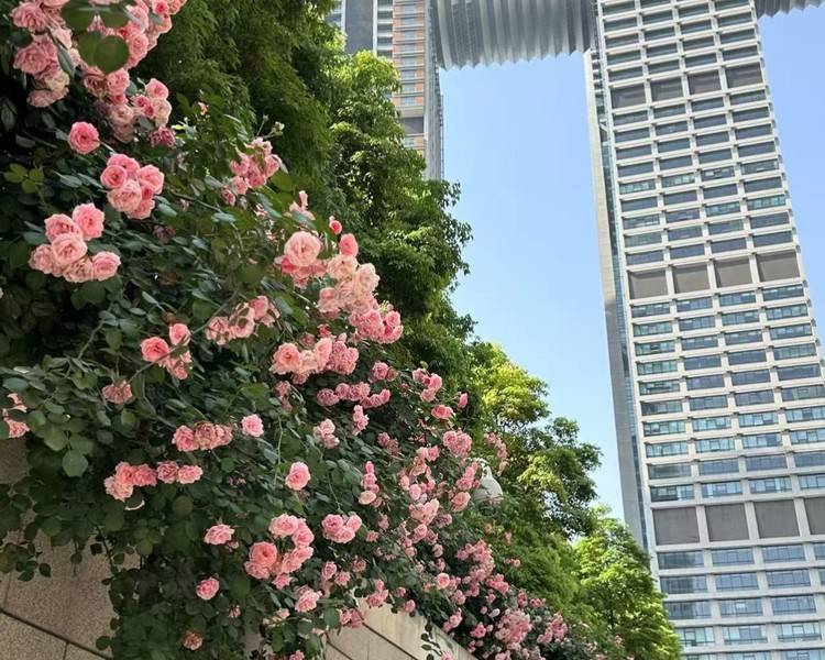 艺人背景图