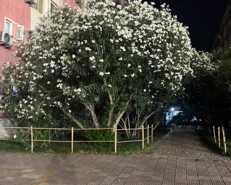 艺人背景图