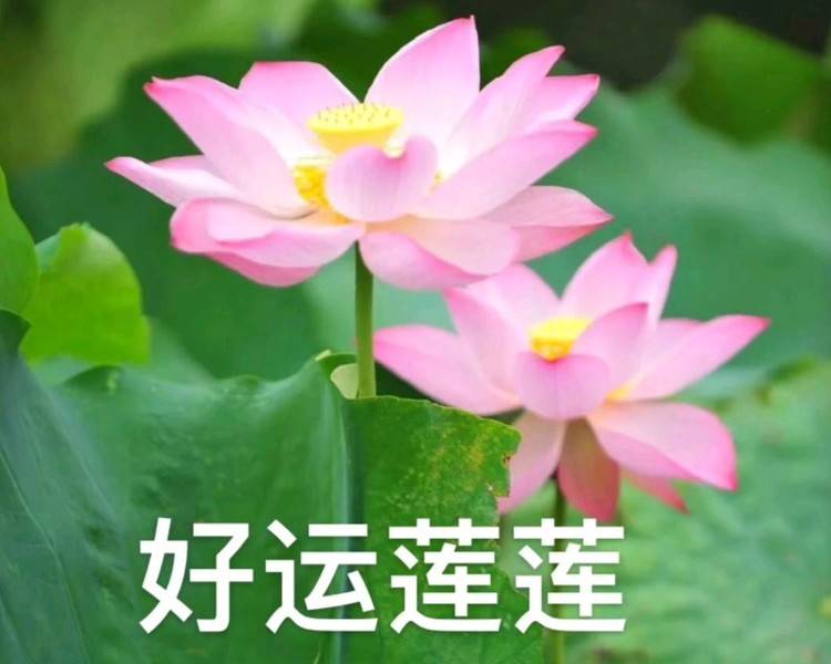 艺人背景图