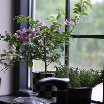 100美学的微模卡作品