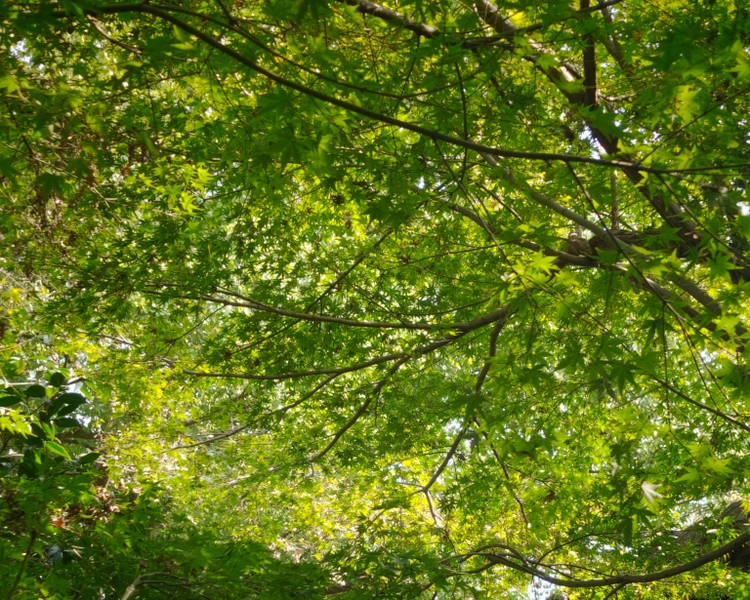 艺人背景图