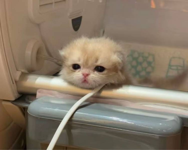 艺人背景图