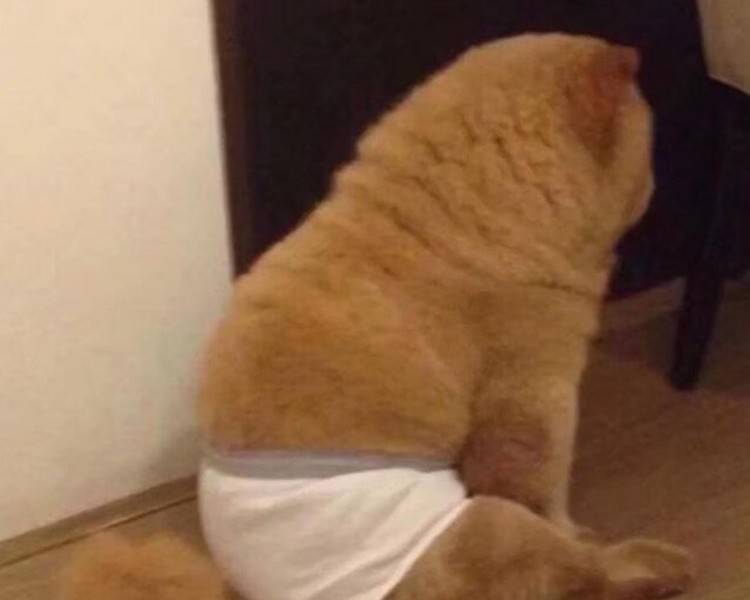 艺人背景图