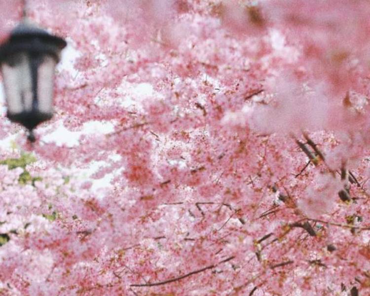 艺人背景图