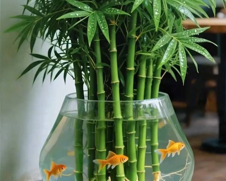 艺人背景图