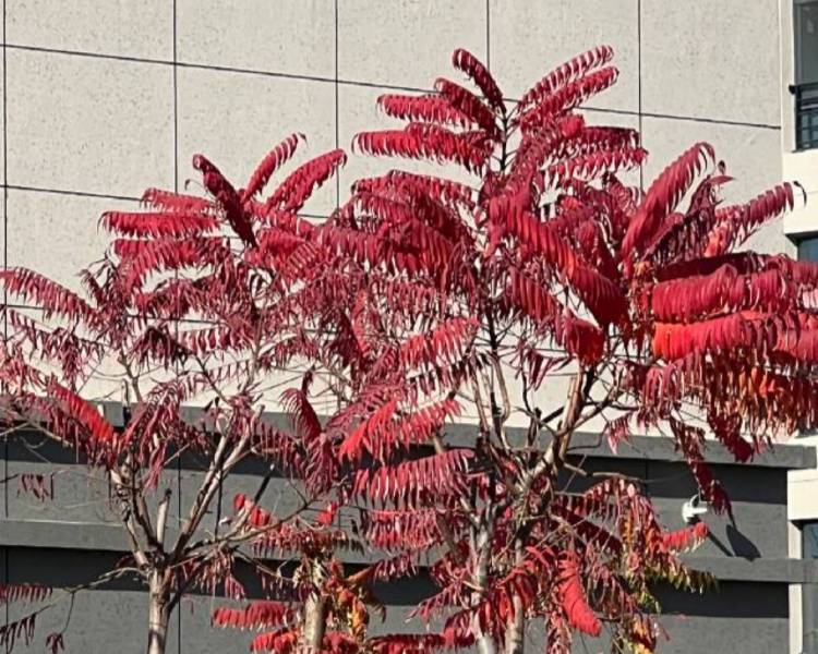 艺人背景图