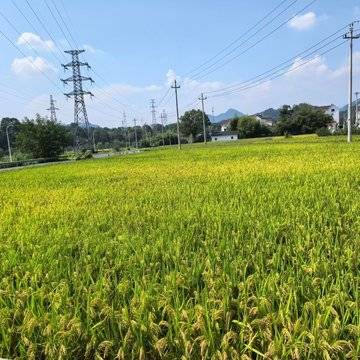 Peppa的微模卡作品