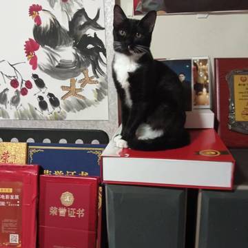 卢杰的微模卡作品