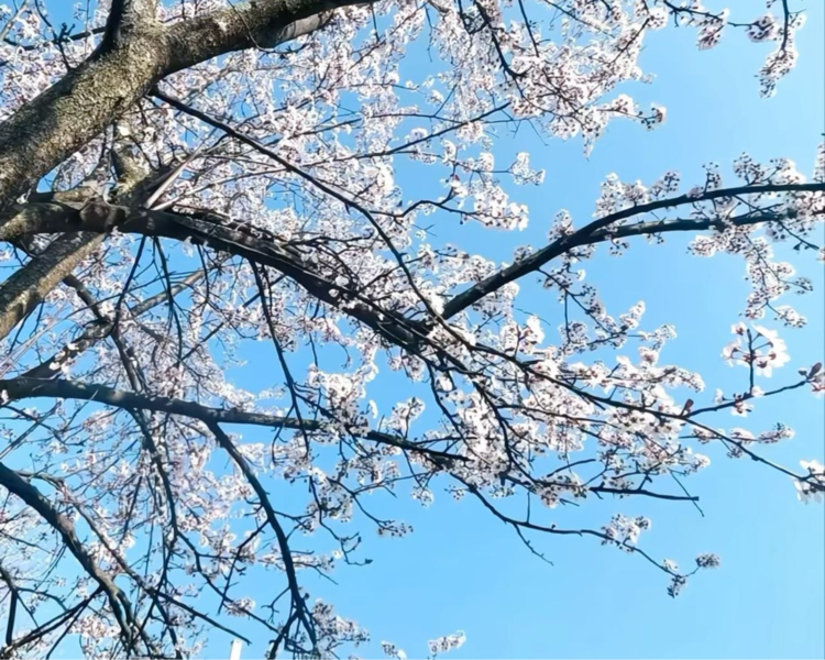 艺人背景图