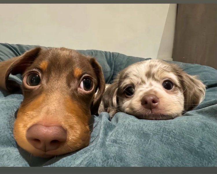 艺人背景图